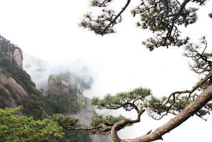 黄山奇松云雾缭绕美景