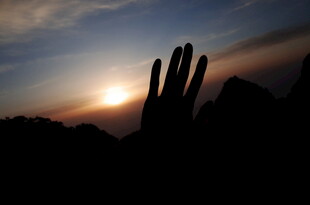 夕阳下的仙人掌剪影