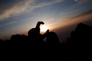 夕阳下的骆驼剪影