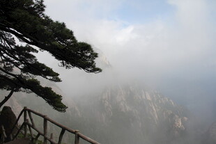 云雾中的黄山松景