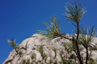 岩石旁的翠绿松枝