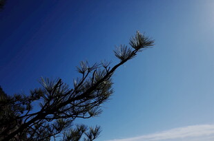 蓝天映衬下的松枝