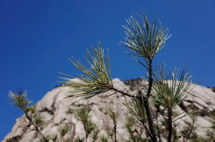 岩石上的松枝