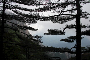 山林间的松树枝桠景观