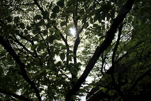 仰视茂密树林枝叶缝隙