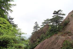 山间葱郁绿树与嶙峋岩石