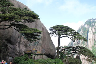 黄山奇松景观