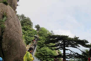 山间巨石旁的挺拔松树