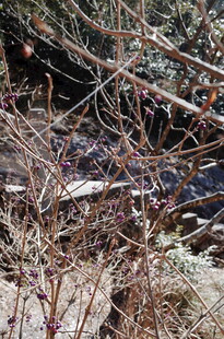 冬日枝头挂雪的萧瑟景象