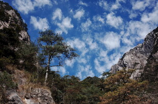 山间蓝天绿树美景