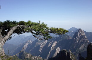 黄山奇峰旁的苍劲松树