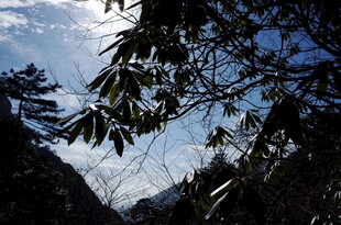 山林枝叶间的蓝天景致