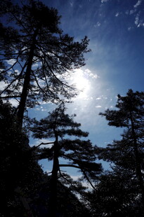 夜空下的挺拔松树