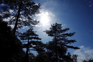 阳光穿透松林的美丽景象