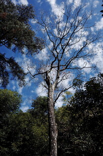 森林中挺拔光秃的树木
