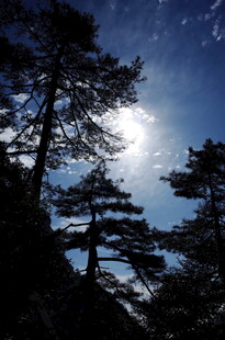 月夜下的松林美景