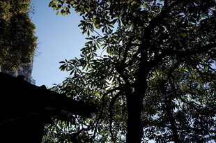 林间树梢下的光影景致