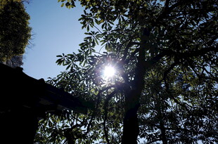 阳光透过树叶洒下美景