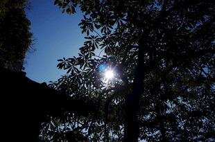 阳光透过树叶洒下的美景