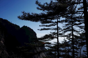 山林暮色中的挺拔松树