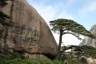 黄山巨石旁的挺拔松树