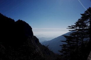 山间暮色中的挺拔树木