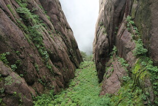 山间狭缝绿意盎然