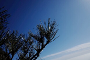 蓝天映衬下的松枝