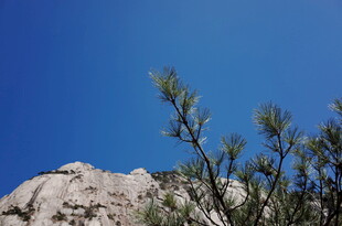 蓝天山石旁的翠绿枝叶