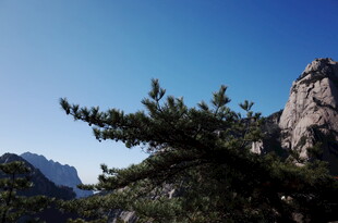 黄山松景