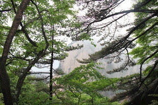 林间云雾缭绕的自然美景