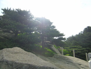 阳光下的山石与松树