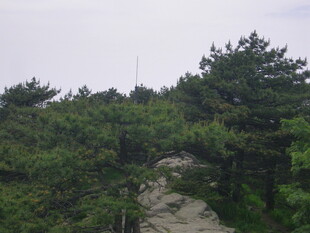 山间松林中的蜿蜒小路