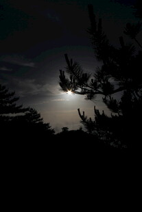 月夜下的树木剪影