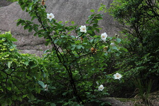 岩石旁绽放的白色花朵