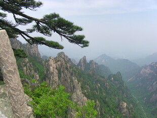 黄山奇峰上的迎客松