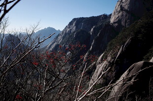 壮丽山景与山间植物