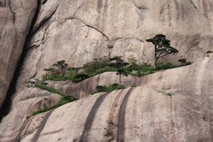 岩石缝隙中的顽强绿植