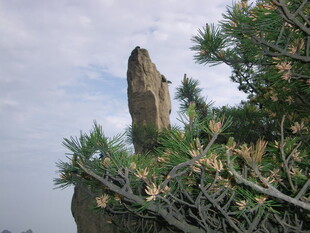 奇峰耸立伴绿植