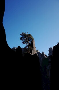 孤松屹立于嶙峋山石间