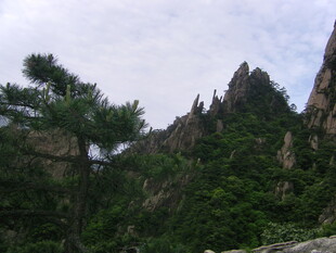 峻峭山峰旁的翠绿松树