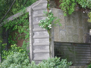 木质阶梯隐于绿植之间