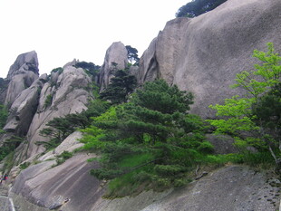 峻峭山石间的翠绿松树