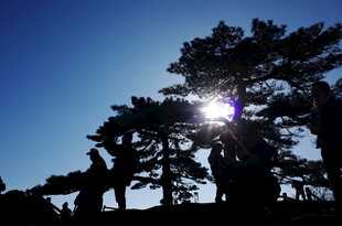 阳光下的松树剪影