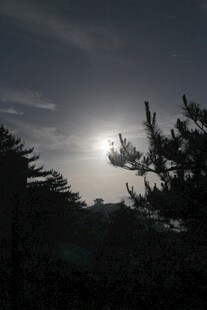 夜幕下的树林与初升明月