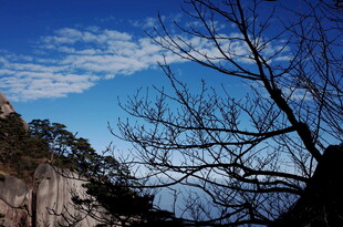蓝天古树旁的壮美山景