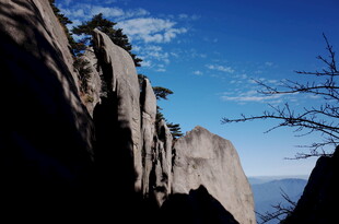 悬崖峭壁上的孤松