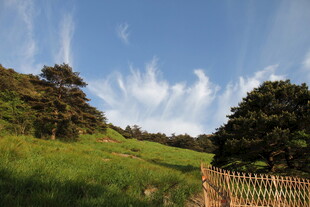 田园风光中的木栅栏与绿树