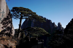 黄山奇松屹立于山峦间