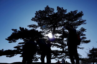 阳光下的树木剪影